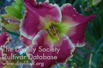 Daylily TrueNorth Strong and Free